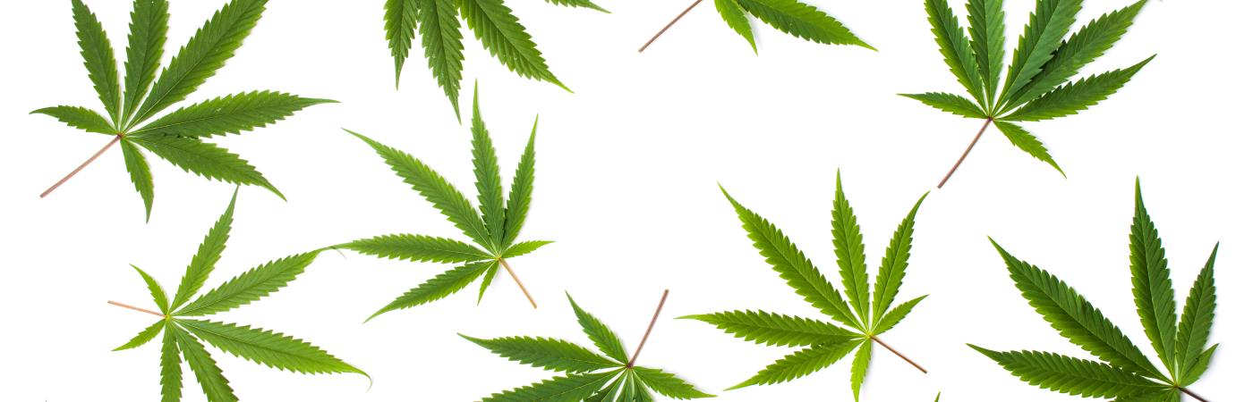 marijuana leaves white background