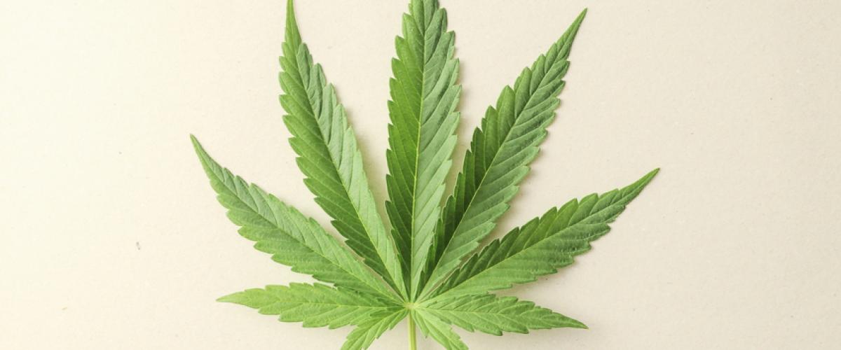 marijuana leaf