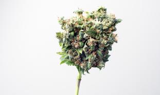 marijuana bud