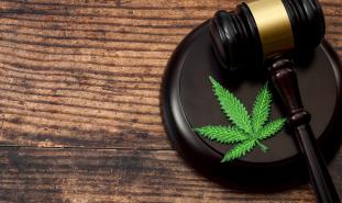 gavel next to marijuana leaf