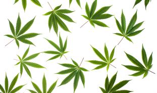 marijuana leaves white background