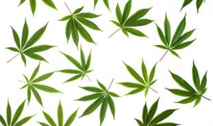 marijuana leaves