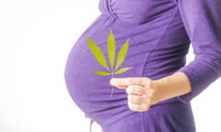 pregnant woman holding marijuana leaf