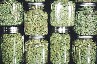 marijuana in jars